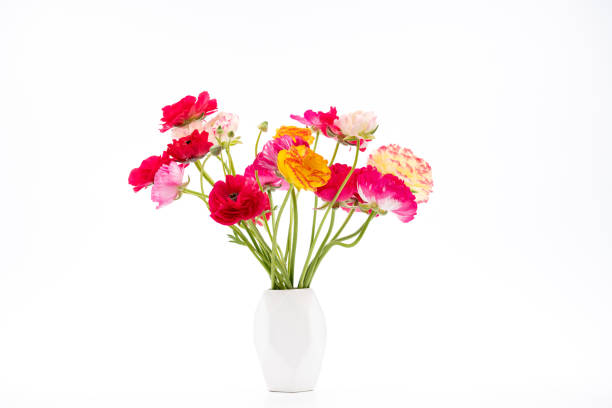 Elegant mixed ranunculus spring bouquet in white vase on white background. Spring buttercups. Ranunculus bouquet cut out.