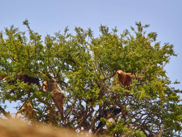 istock goats standing and climbing in a argan oil tree. 1497795644