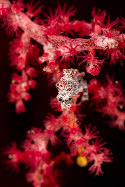 Pygmy Seahorse Hippocampus bargibanti, well camouflaged in a Gorgonian Coral Muricella plectana stock photo