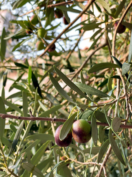istock Branch of olive tree with ripe fruits 1497796310
