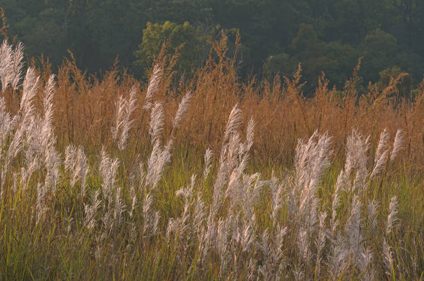 istock An assortment of mixed flora 1497796381