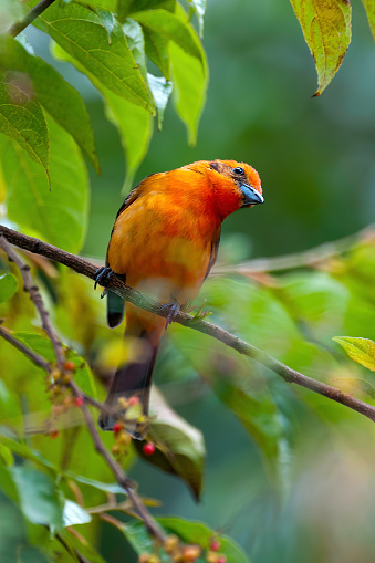 Orange Bird Flame-colored Tanager, Piranga Bidentata, Savegre, Costa
