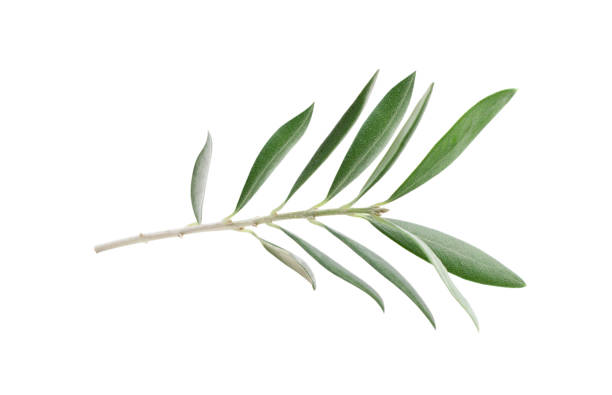 istock Fresh olive branch leaves isolated on white background 1497797255