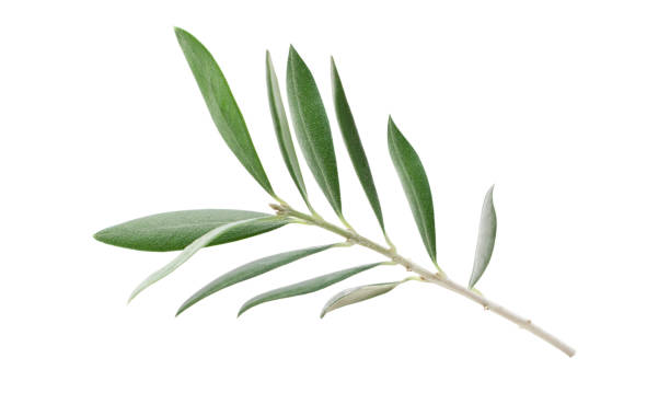 istock Fresh olive branch leaves isolated on white background 1497797257