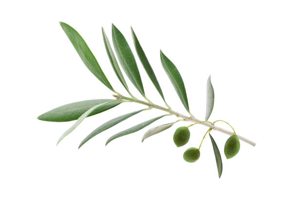 istock Fresh olive branch leaves and olive fruit isolated on white background 1497797259