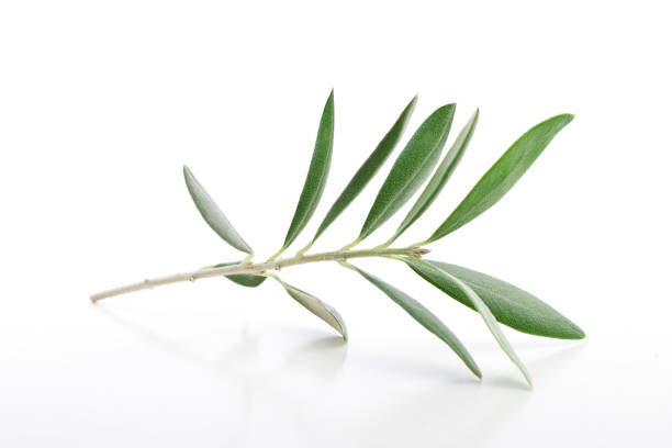 istock Fresh olive branch leaves isolated on white background 1497797268