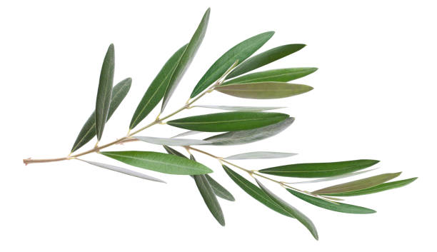 istock Two olive branch leaves isolated on white background 1497797269