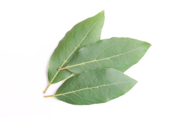 istock Beautiful laurel leaves isolated on white background. Fresh bay leaves. 1497797300