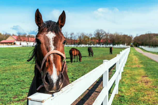 istock Equine assisted therapy concept, young horse mares in paddock on equestrian ranch 1497798410