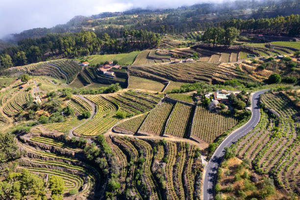 aerial view of vineyard in la palma - la fuencaliente imagens e fotografias de stock