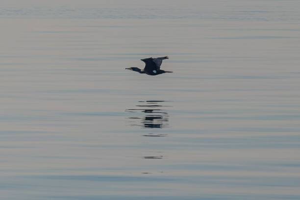 istock Duck drifting serenely in a tranquil lake, its reflection shimmering in the water. 1497799132