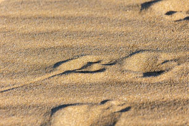 istock Set of footprints left in the sand on a beach. 1497799162