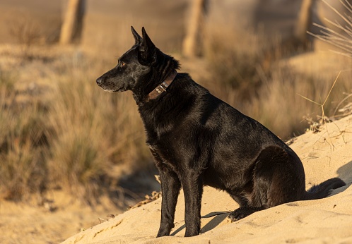 A black dog sits in the sand, gazing at the horizon contemplatively.