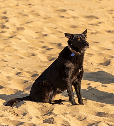 A black dog sits in the sand, gazing at the horizon contemplatively.