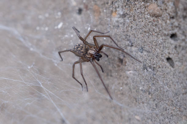 istock A house spider waiting for a fly - a cobweb and a stone in the background 1497800443