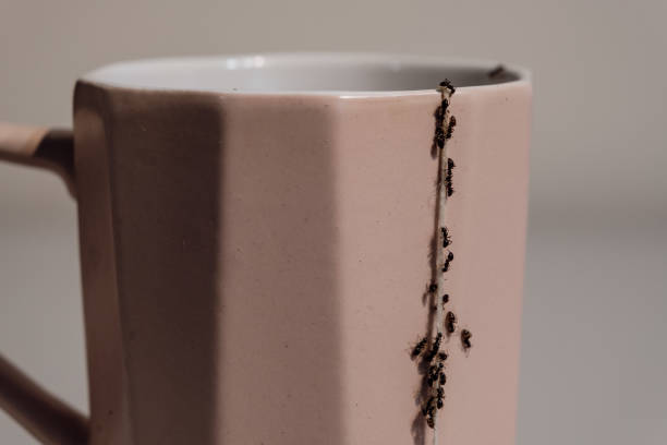 istock Ants on a cup in the house - coming in on a string 1497800481