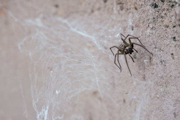 istock A house spider waiting for a fly - a cobweb and a stone in the background 1497800579