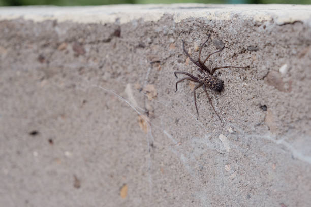 istock Spider in the well - making a spider web on a concrete circle 1497800602