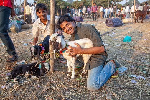 Delhi, India - November 10, 2011: young men selling small goats, animal babies at the Meena Bazaar in Delhi. Shah Jahan founded the bazaar in the 17th century.