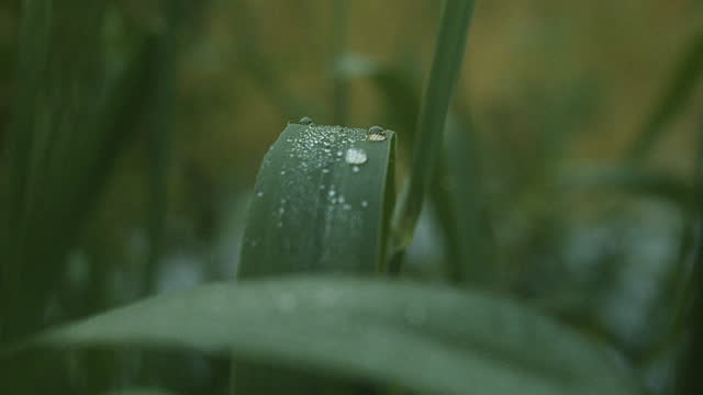 Drops of morning dew on bulrush leaves