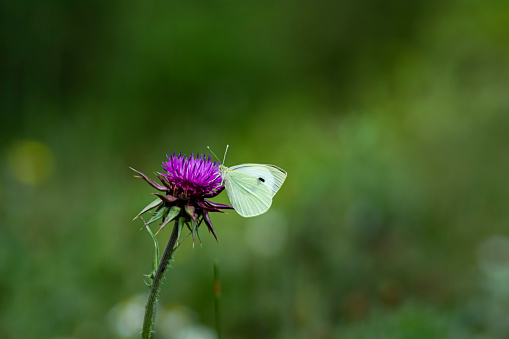 Farfalla su un fiore