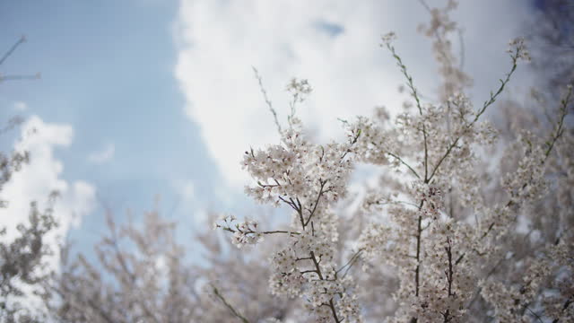 White blooming cherry blossoms against the sky.