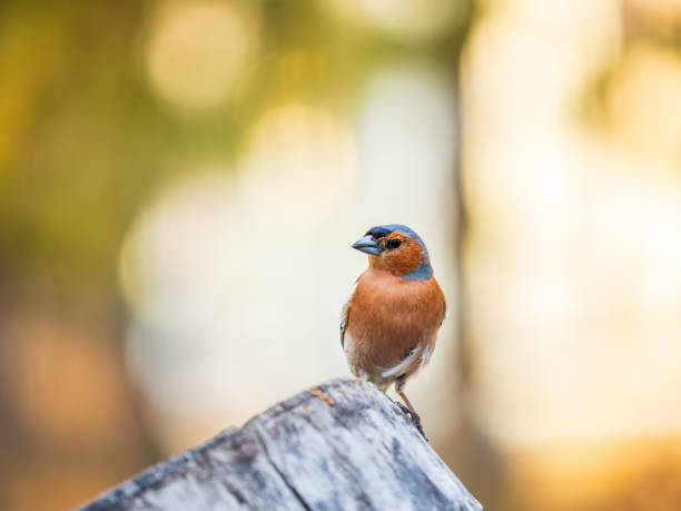Common chaffinch, Fringilla coelebs, sits on a tree. Common chaffinch in wildlife.