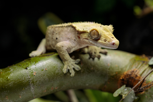 Close-up of a gecko on a branch in terrarium.