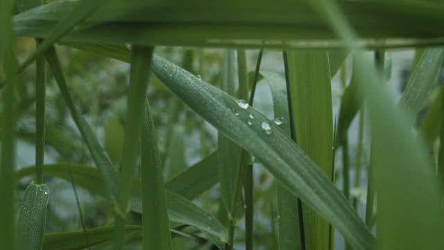 Drops of morning dew on bulrush leaves