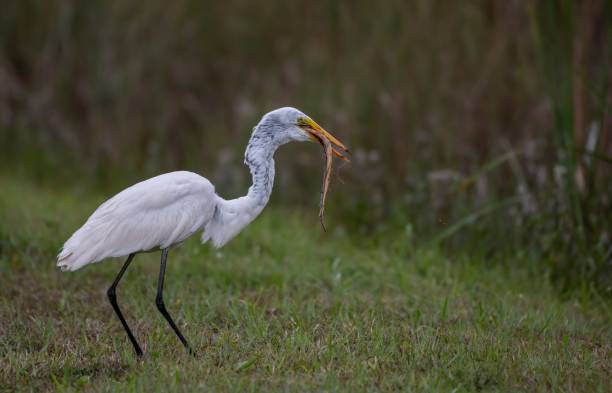 White stork eating a snake, standing on green grass