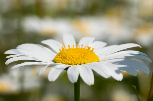 close up of a daisy with clear yellow heart and a bokeh background stock photo