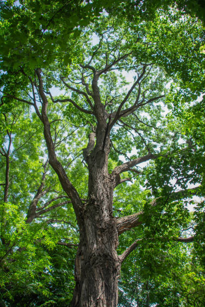 istock Tree in the park. Green tree in the forest. Dense forest 1497805121