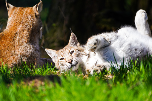Beautiful colorful female Bobcat (also known as red lynx) with kitten crawling on her in Colorado in western USA of North America