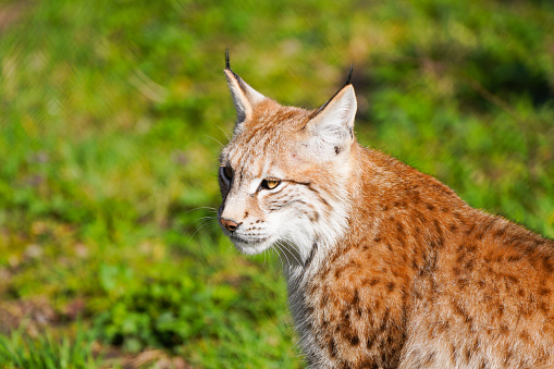 Eurasian lynx standing in a meadow and looking up.