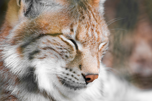 bobcat or lynx sitting in tall grass