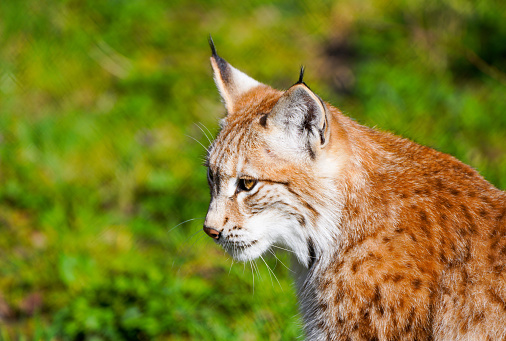 Portrait of an european lynx in a forest in Finland