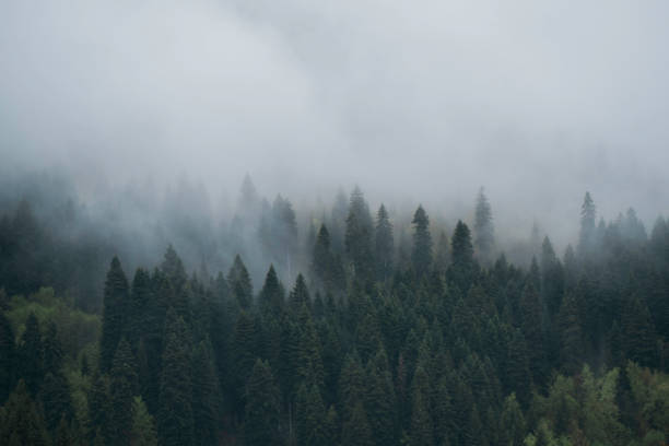 istock The pine trees are covered with mist after the rain 1497807130