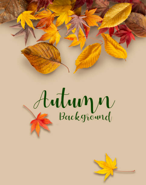 Mock-up and banners for autumn leaves background Mock-up and banners for autumn leaves background. larix kaempferi stock pictures, royalty-free photos & images