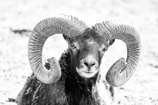 Portrait of a mouflon with horns. Animal close-up.