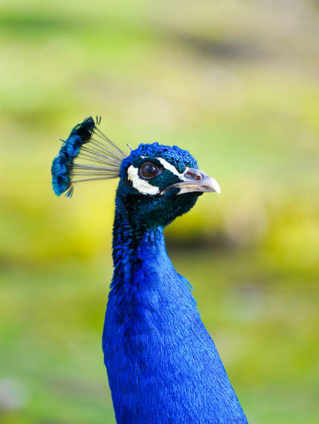 porträt eines pfaus mit hellblauem gefieder vor grünem hintergrund. vogel nahaufnahme. - close up peacock animal head bird stock-fotos und bilder