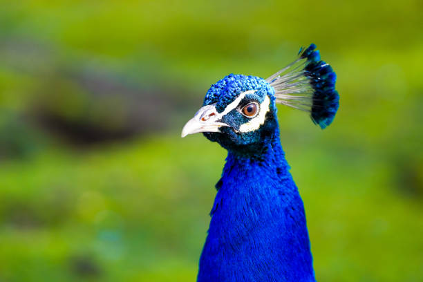 porträt eines pfaus mit hellblauem gefieder vor grünem hintergrund. vogel nahaufnahme. - close up peacock animal head bird stock-fotos und bilder