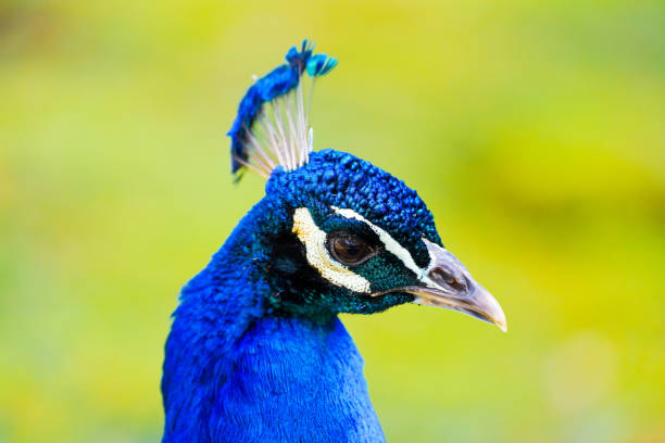 porträt eines pfaus mit hellblauem gefieder vor grünem hintergrund. vogel nahaufnahme. - close up peacock animal head bird stock-fotos und bilder