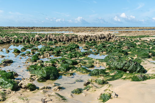 Algae-covered rocks on Saint-Pierre beach