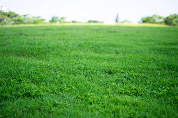 istock Green fields with fresh grass, wide green hills 1497811273