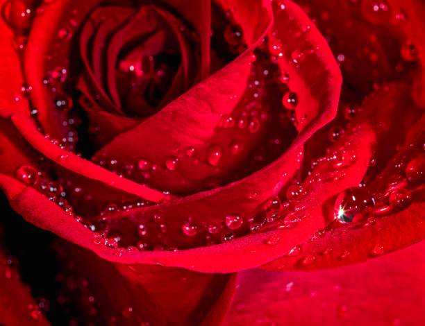 istock Vibrant red rose with sparkling dewdrops glistening on its delicate petals. 1497811355