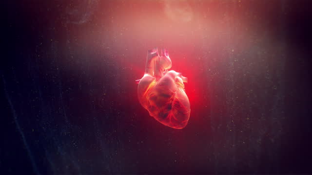 3D Concept Of Human Heart