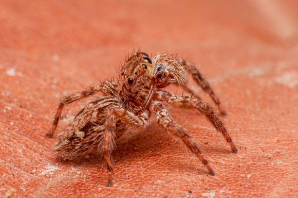 istock macro Close up of jump spider 1497813017