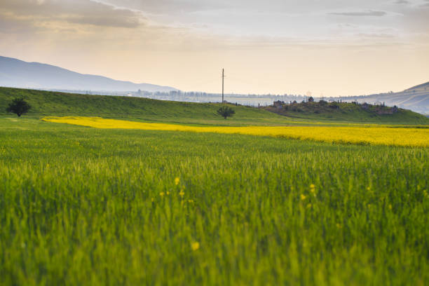 Blooming fields against the backdrop of mountains. Beautiful mountain landscape. Blooming summer herbs. Spring landscape. Summer outside the city. Kyrgyzstan.