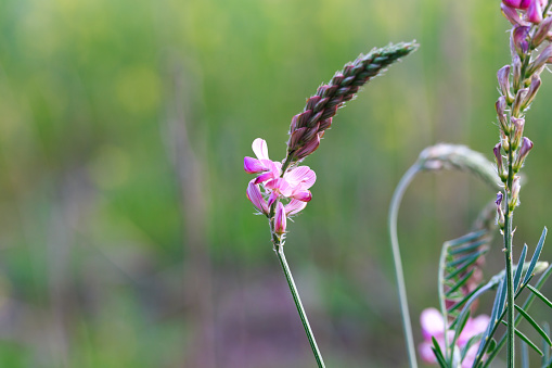 Close-up of a common sainfoin onobrychis viciifolia flower in bloom. Honey flower. Beautiful pink wild flower.