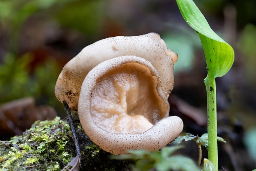 A closeup of a bleach cup mushroom (disciotis venosa) in a floodplain forest in spring